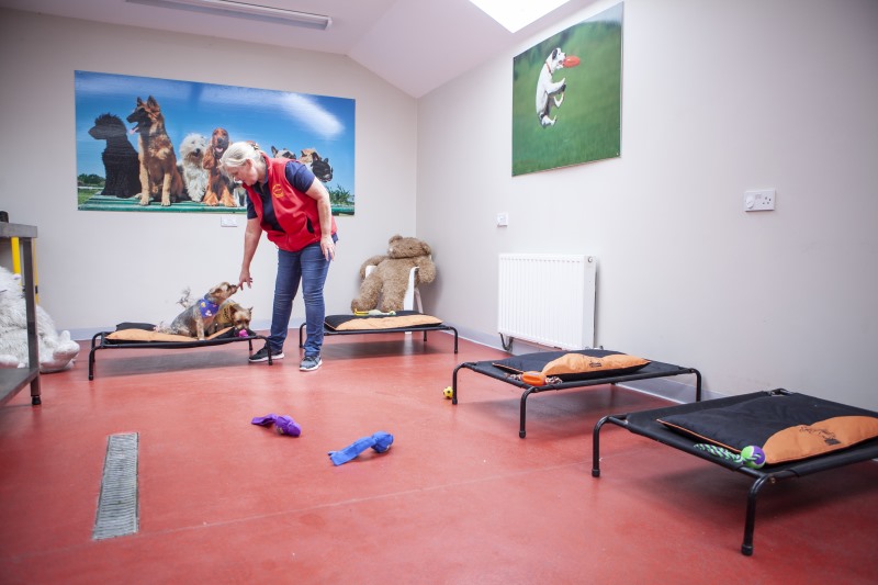 Canine physiotherapy in Kildare