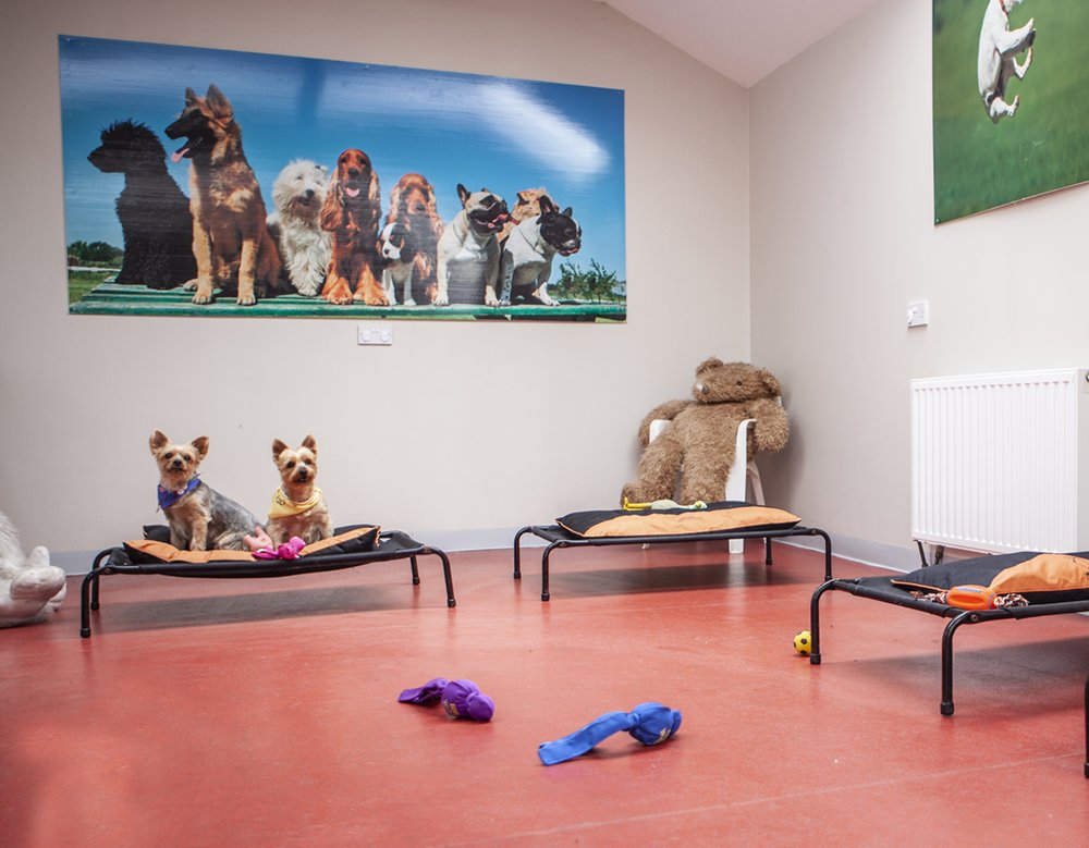 Dogs in our kennels