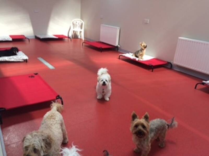 gooming-kennels-doggy-daycare-kildare (1)