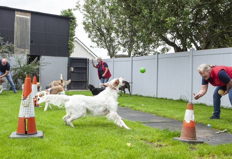 gooming-kennels-doggy-daycare-kildare (3)