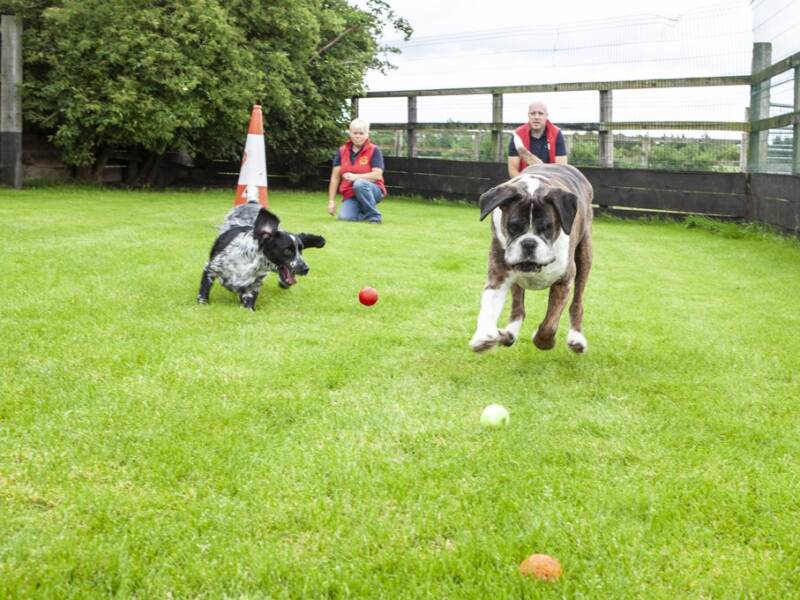 gooming-kennels-doggy-daycare-kildare (6)