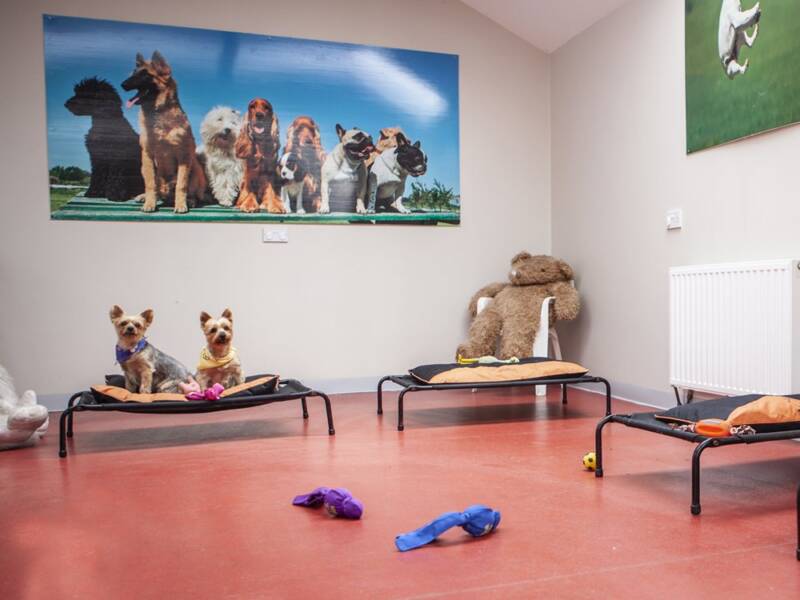 gooming-kennels-doggy-daycare-kildare (7)