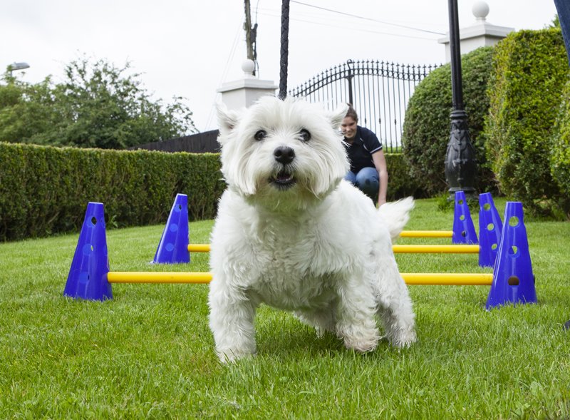 top-dogs-kennels-kildare (14)
