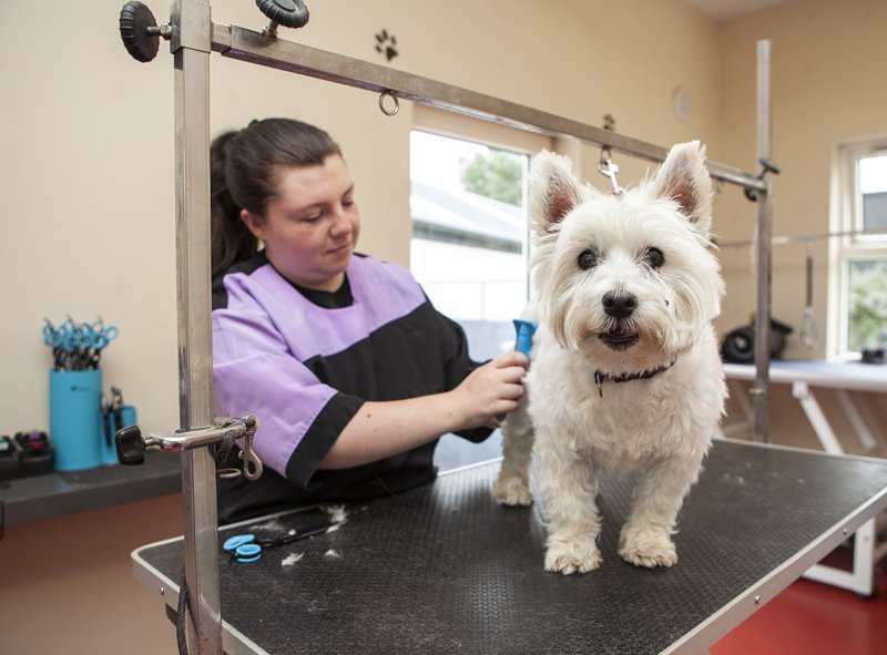top-dogs-kennels-kildare (8)
