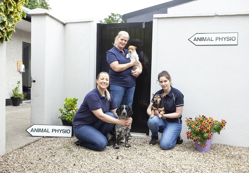 top dogs kennels kildare